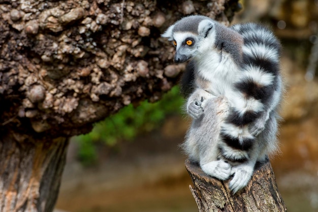 Zdjęcie lemur małpa