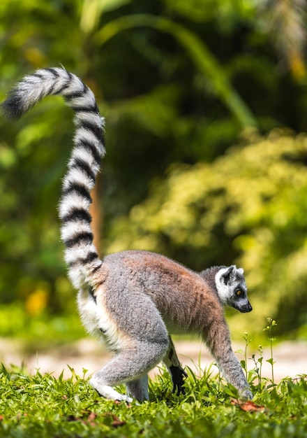 Zdjęcie lemur z ogonem pierścieniowym szukający pożywienia na ziemi