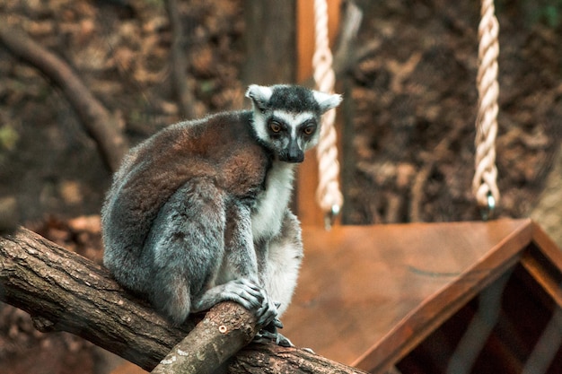 Zdjęcie lemur z pierścieniowym ogonem w ogrodzie zoologicznym