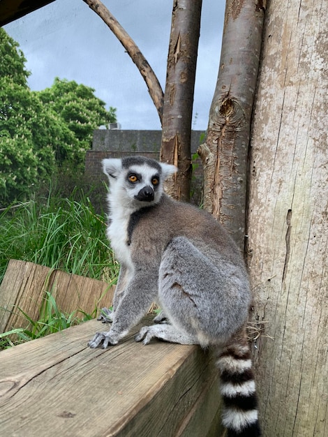 Zdjęcie lemury z bliska w londyńskim zoo