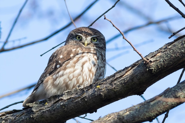 Zdjęcie mała sowa athene noctua ptak siedzi na gałęzi drzewa w pobliżu gniazda