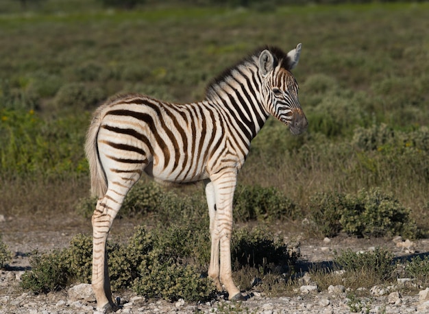 Zdjęcie mała zebra stoi samotnie