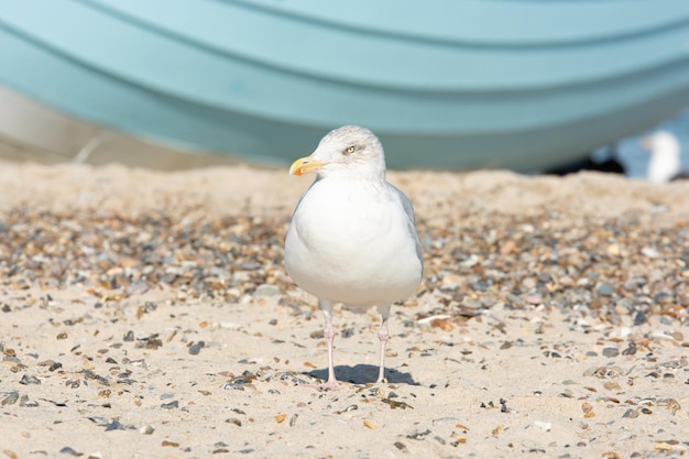 Zdjęcie mewa siedząca na plaży przed łodzią rybacką