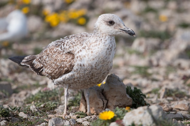 Młodzi seagulls blisko falez