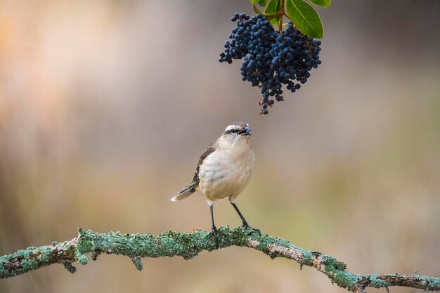 Mockingbird z białymi paskami Patagonia Argentina