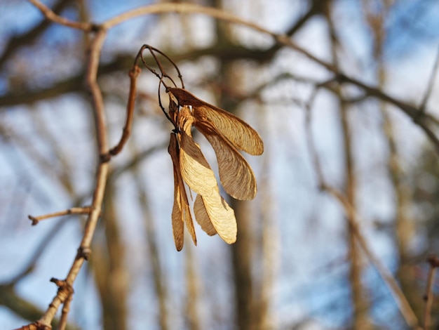 Nasiona klonu tatarskiego czarnego Acer tataricum pod słońcem