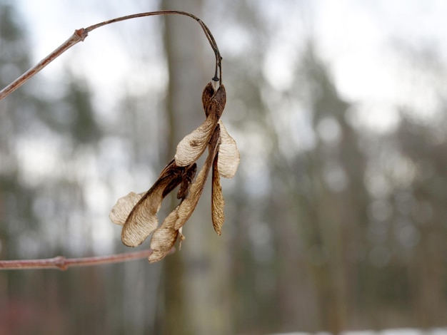 Nasiona klonu tatarskiego czarnego Acer tataricum pod słońcem