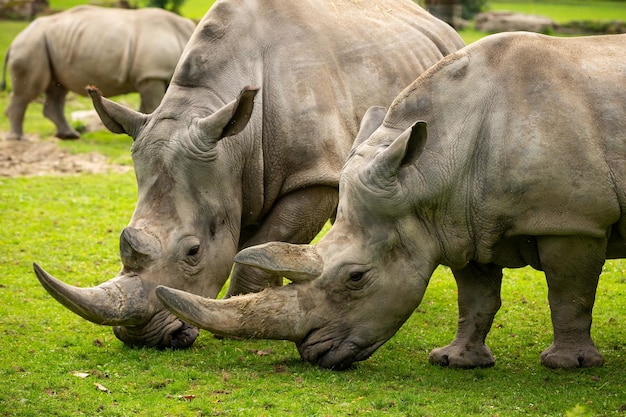 Nosorożec biały w pięknym naturalnym środowisku Dzikie zwierzęta w niewoli Prehistoryczne i zagrożone gatunki w zoo