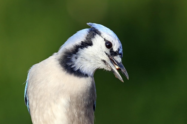 Oglądanie Bluejay