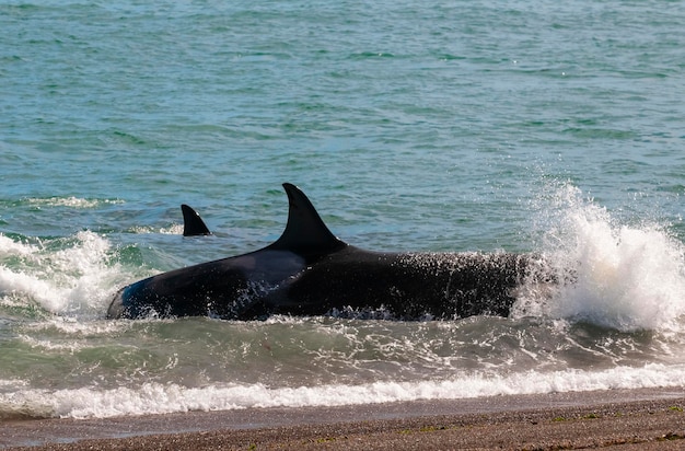 Orca patroluje linię brzegową półwyspu Valdes Patagonia Argentina