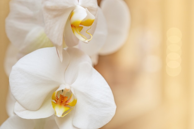 Piękny biały orchidei zakończenie up na świetle zamazywał tło. Delikatna orchidea kwiatowa w pastelowych kolorach. Nieostrość. Zajmij miejsce na tekst lub gratulacje