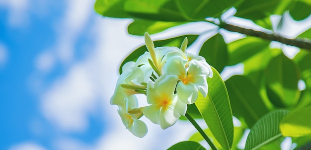 Zdjęcie piękny biały plumeria kwitnie na drzewie.