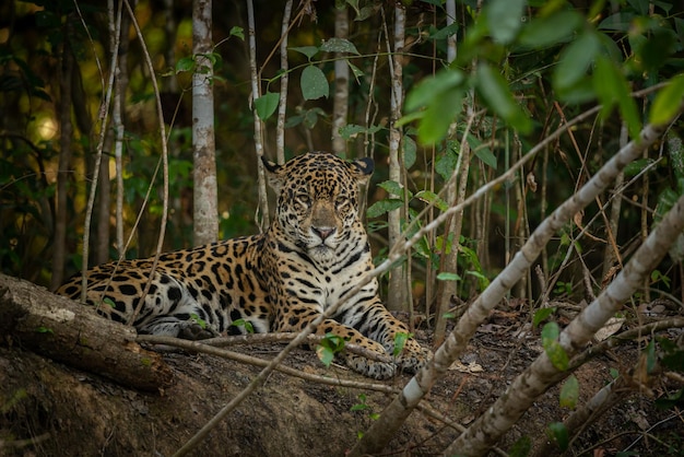 Piękny i zagrożony wyginięciem jaguar amerykański w naturalnym środowisku Panthera onca dziki brazylijski brazylijski dzikość pantanal zielona dżungla duże koty