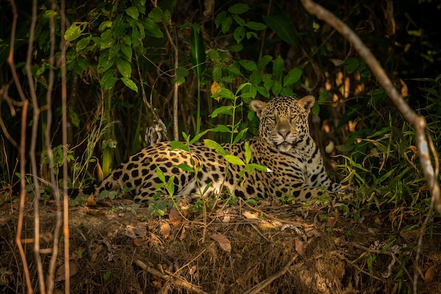 Piękny i zagrożony wyginięciem jaguar amerykański w naturalnym środowisku Panthera onca dziki brazylijski brazylijski dzikość pantanal zielona dżungla duże koty