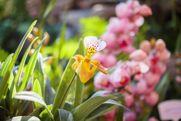 Piękny kwiat orchidei Paphiopedilum kwitnący w ogrodzie kwiatowy tle