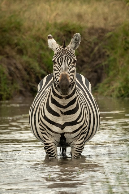 Zdjęcie plains zebra stoi w basenie naprzeciwko kamery