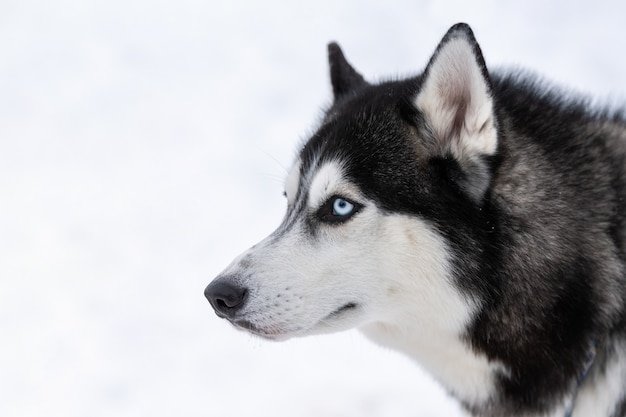 Portret psa husky. Zabawny zwierzak na spacerze przed treningiem psich zaprzęgów.