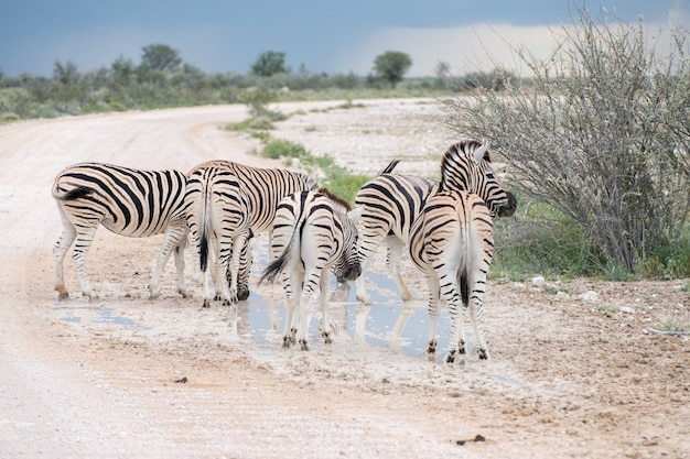 Zdjęcie równiny zebry w parku narodowym etosha