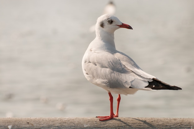 Seagull stoją i patrząc na morze.