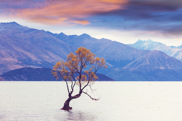 Zdjęcie słynne drzewo wanaka wewnątrz jeziora wanaka w nowej zelandii.