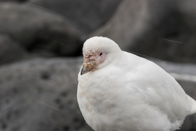 Snowy Sheathbill Chionis Alba na lodzie Paulet Island Antarktyda