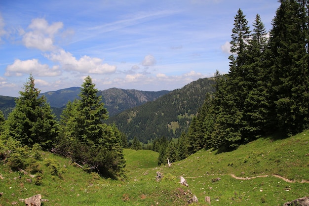 Zdjęcie widok drzew w lesie na tle nieba