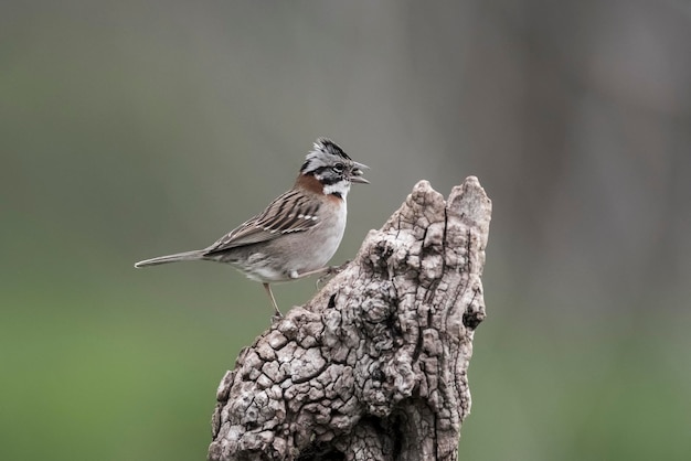 Wróbel szorstkowłosy Pampas Patagonia Argentina