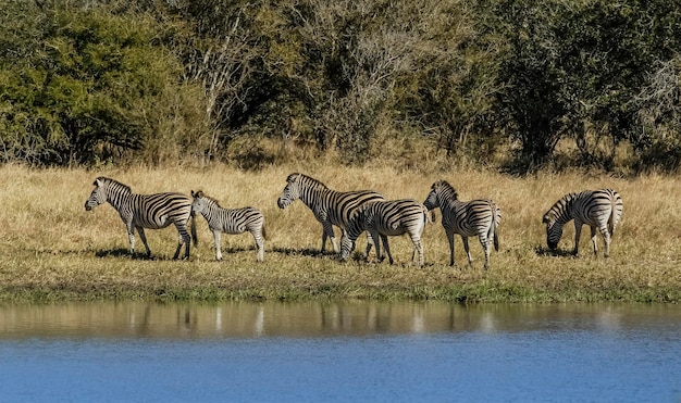 Wspólne dziecko zebry Kruger National Park Republika Południowej Afryki