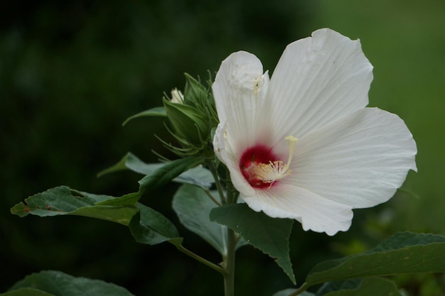 Zdjęcie zbliżenie białego hibiskusa kwitnącego na świeżym powietrzu