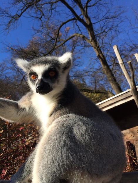 Zdjęcie zbliżenie lemura na drzewach