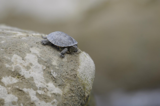 Zdjęcie zbliżenie owada na skale