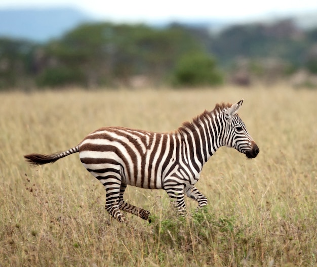 Zdjęcie zebra biegnąca na wolności