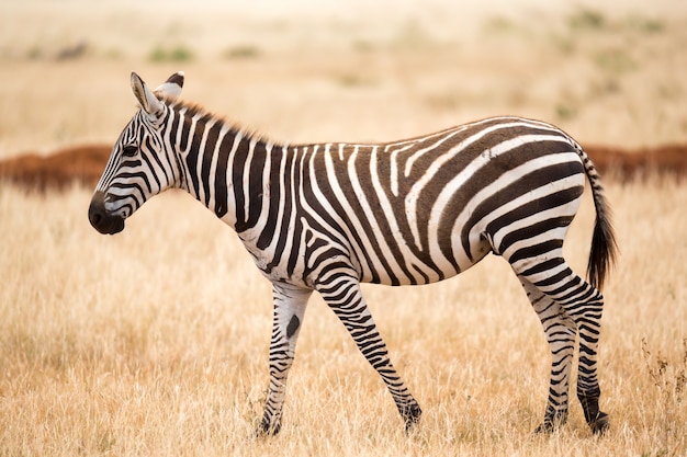 Zdjęcie zebra stojąca lub spacerująca po łące