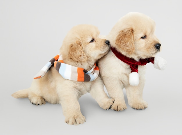 PSD gratuito due cuccioli di golden retriever che indossano sciarpe