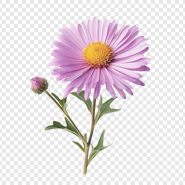 PSD gratuito fiore di aster isolato su sfondo trasparente