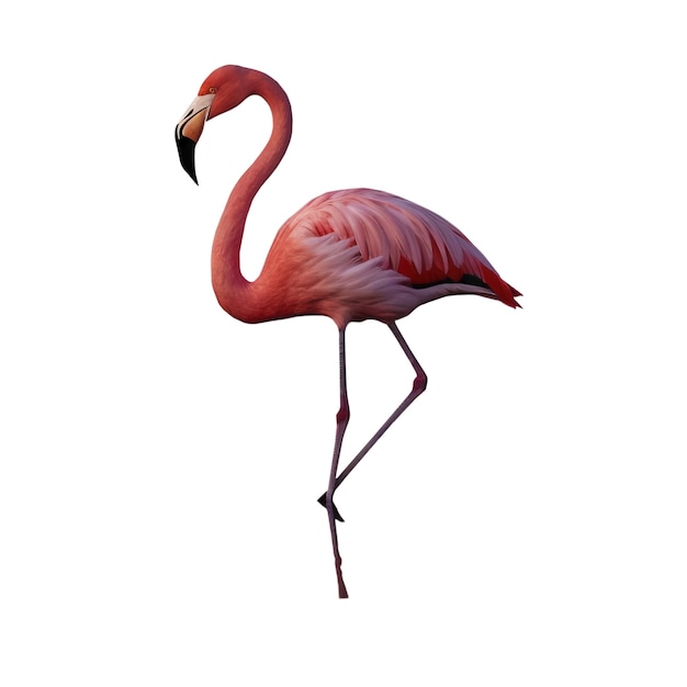 Flamingo vogel geïsoleerd