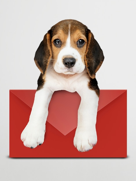 PSD gratuit adorable chiot beagle avec une maquette de l&#39;enveloppe rouge