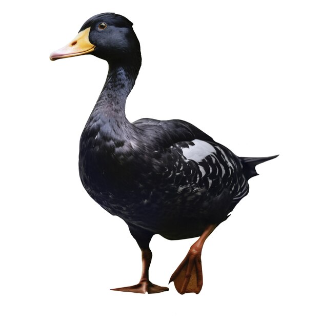 Le beau canard isolé