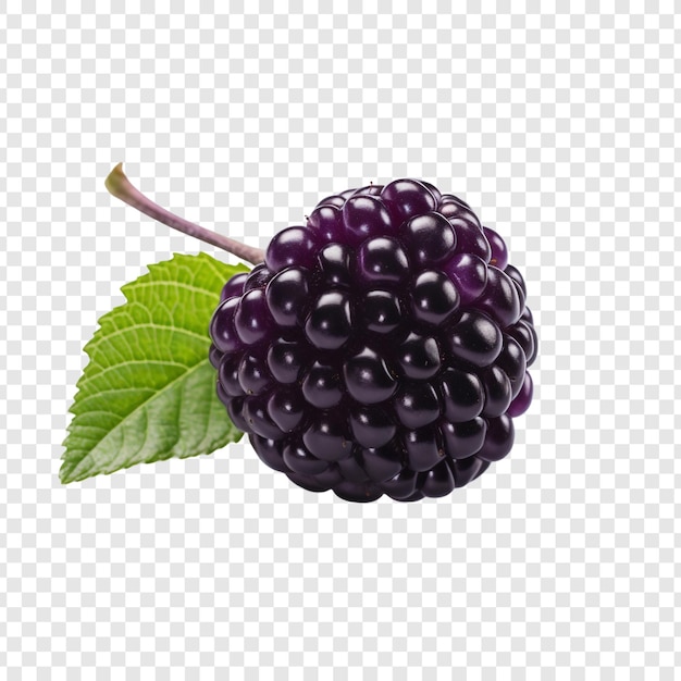 PSD gratuit boysenberry isolé sur un fond transparent