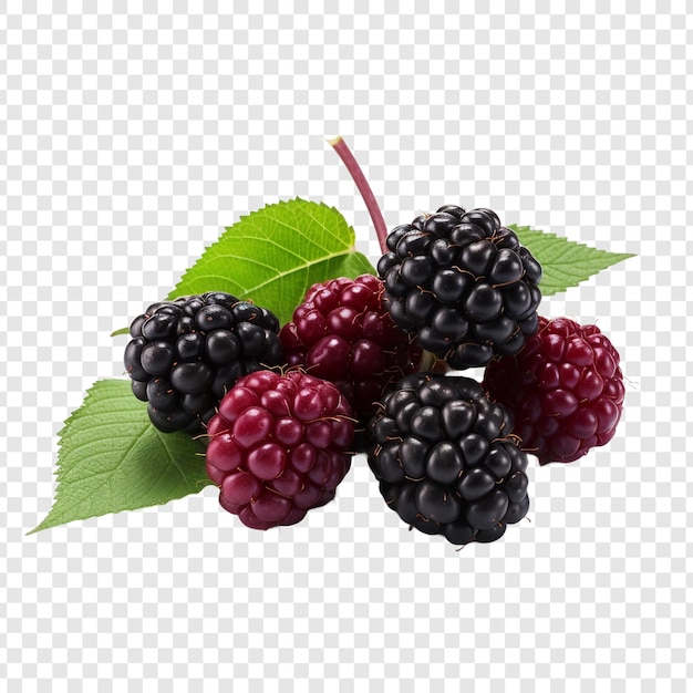 PSD gratuit boysenberry isolé sur un fond transparent