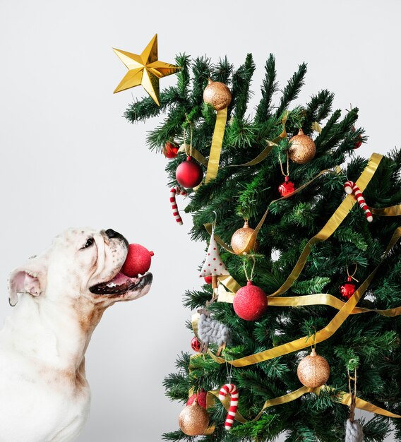 PSD gratuit chiot bulldog mignon portant un bonnet de noel tout en tenant une boîte-cadeau