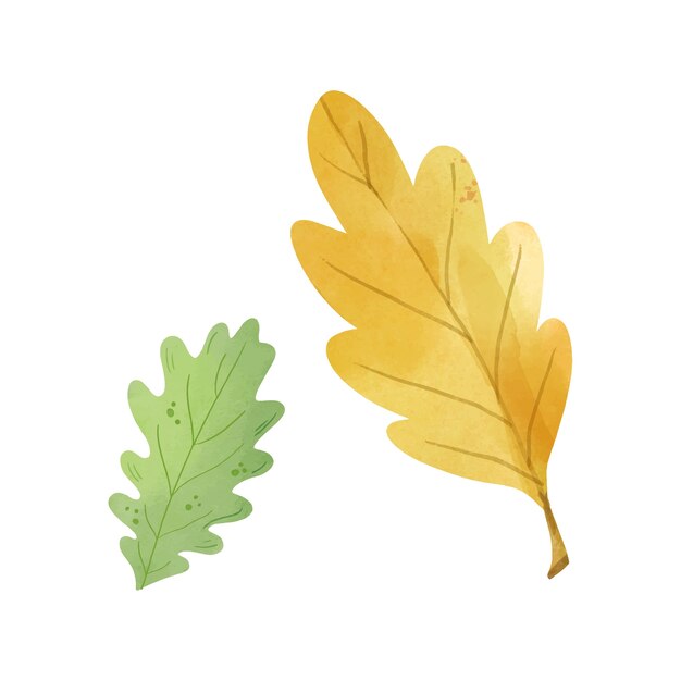 Feuilles d'aquarelle isolées