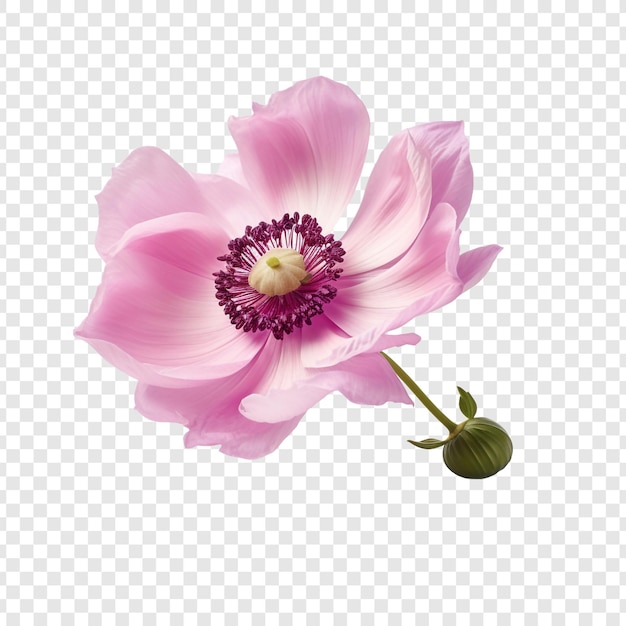 PSD gratuit fleur d'anémone isolée sur fond transparent