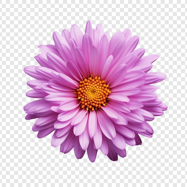 PSD gratuit fleur d'aster isolée sur fond transparent