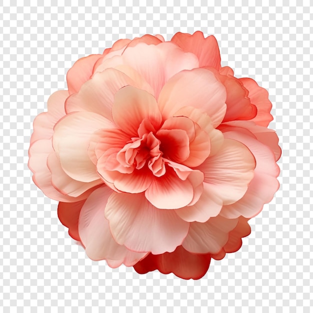 PSD gratuit fleur de bégonia isolée sur fond transparent