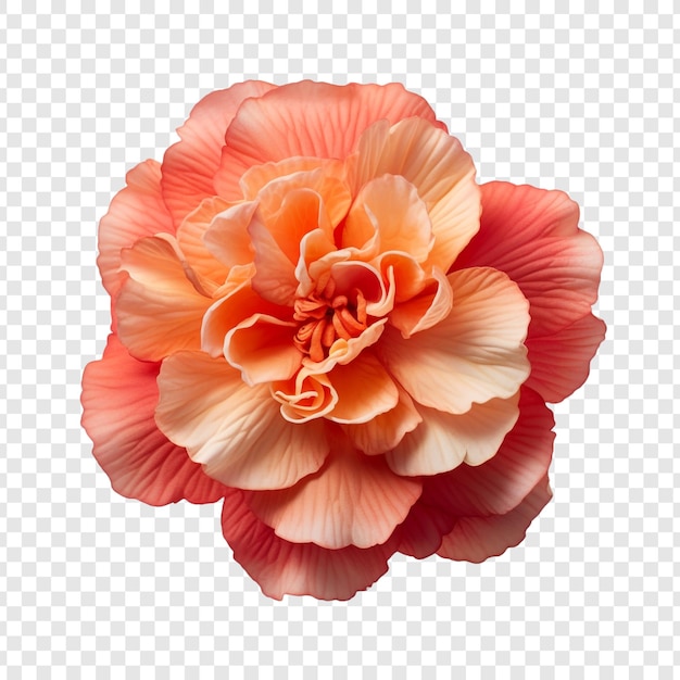 PSD gratuit fleur de bégonia isolée sur fond transparent