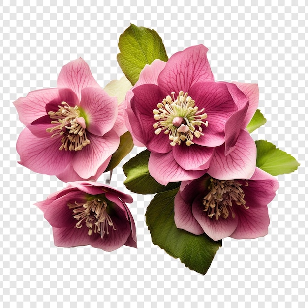 PSD gratuit fleur d'hellébore isolée sur fond transparent