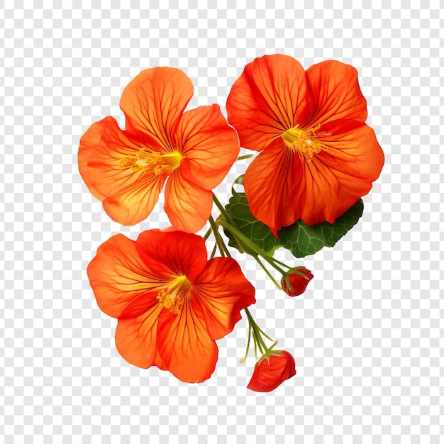 PSD gratuit fleur de nasturtium isolée sur un fond transparent