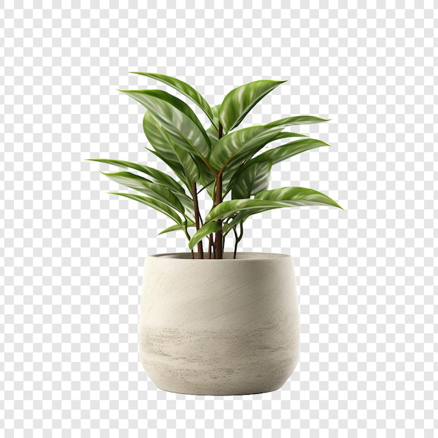 PSD gratuit fleur de pot de plante isolée sur fond transparent