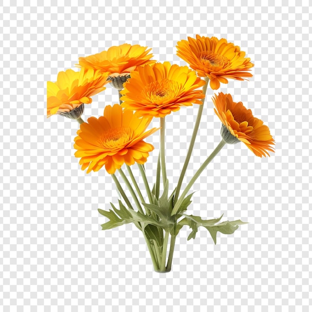 PSD gratuit des fleurs de calendula isolées sur un fond transparent